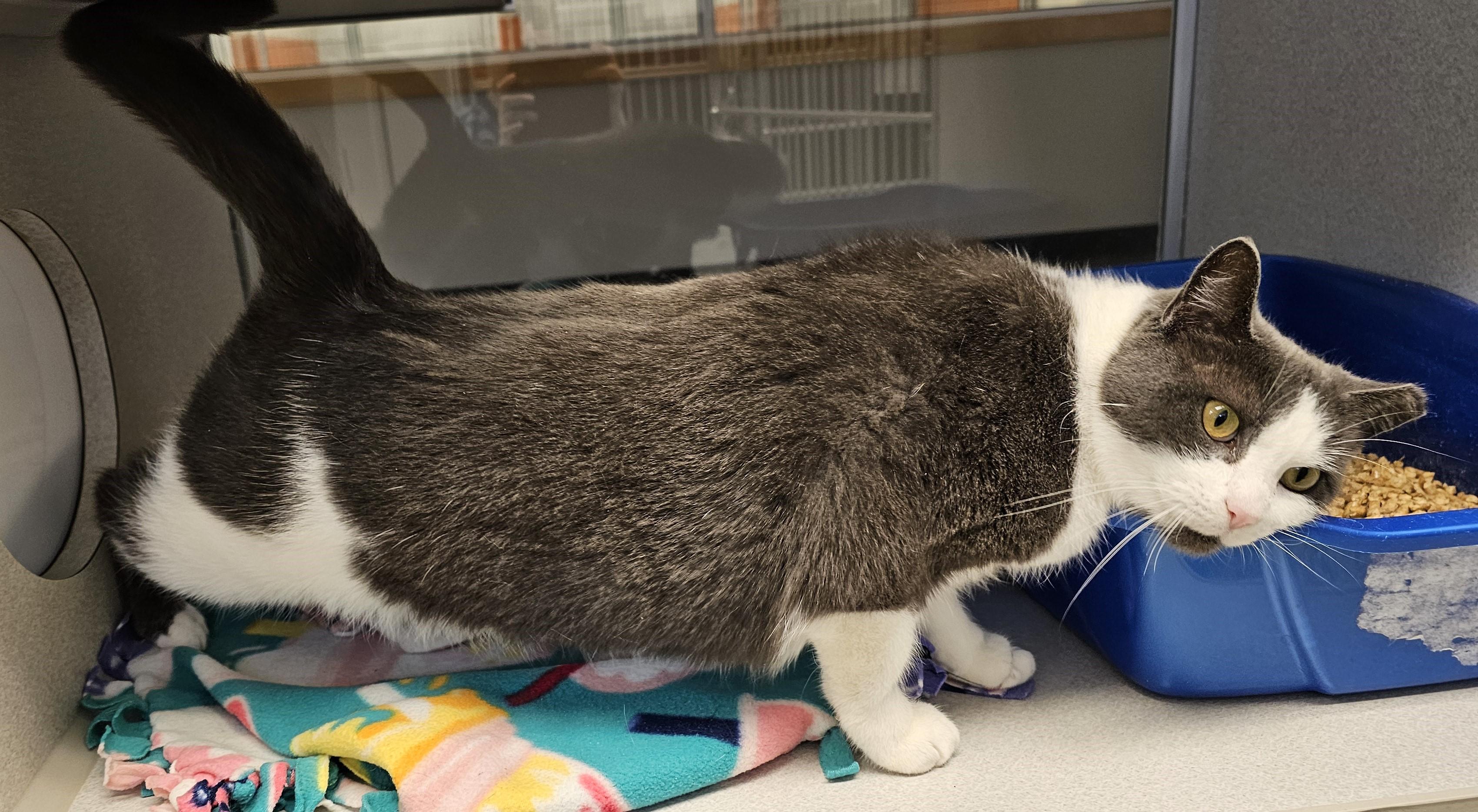 Sugar — thumbnail 4