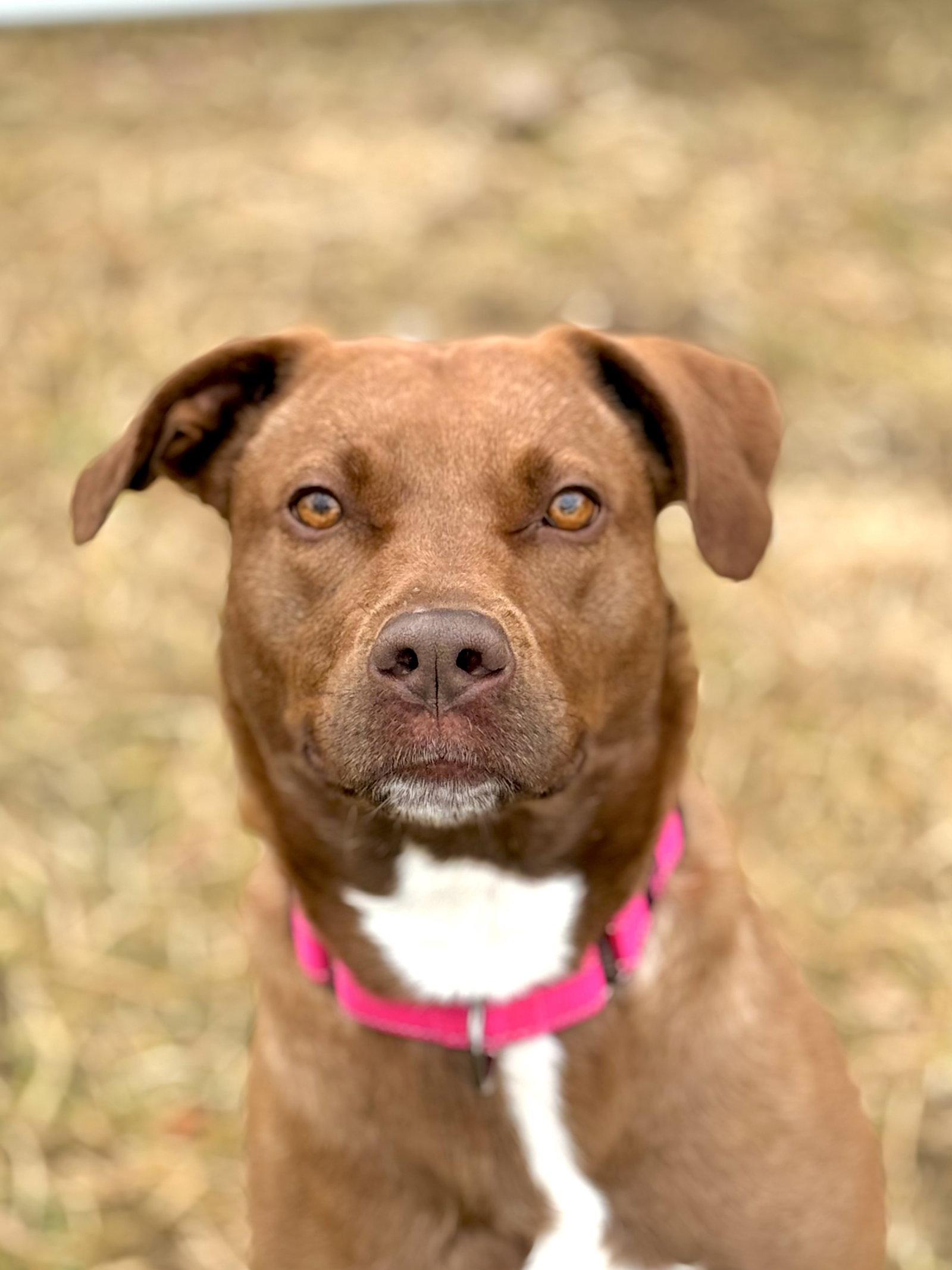 Mattie, Adoptable, Adult Female Labrador Retriever & Pit Bull Terrier.