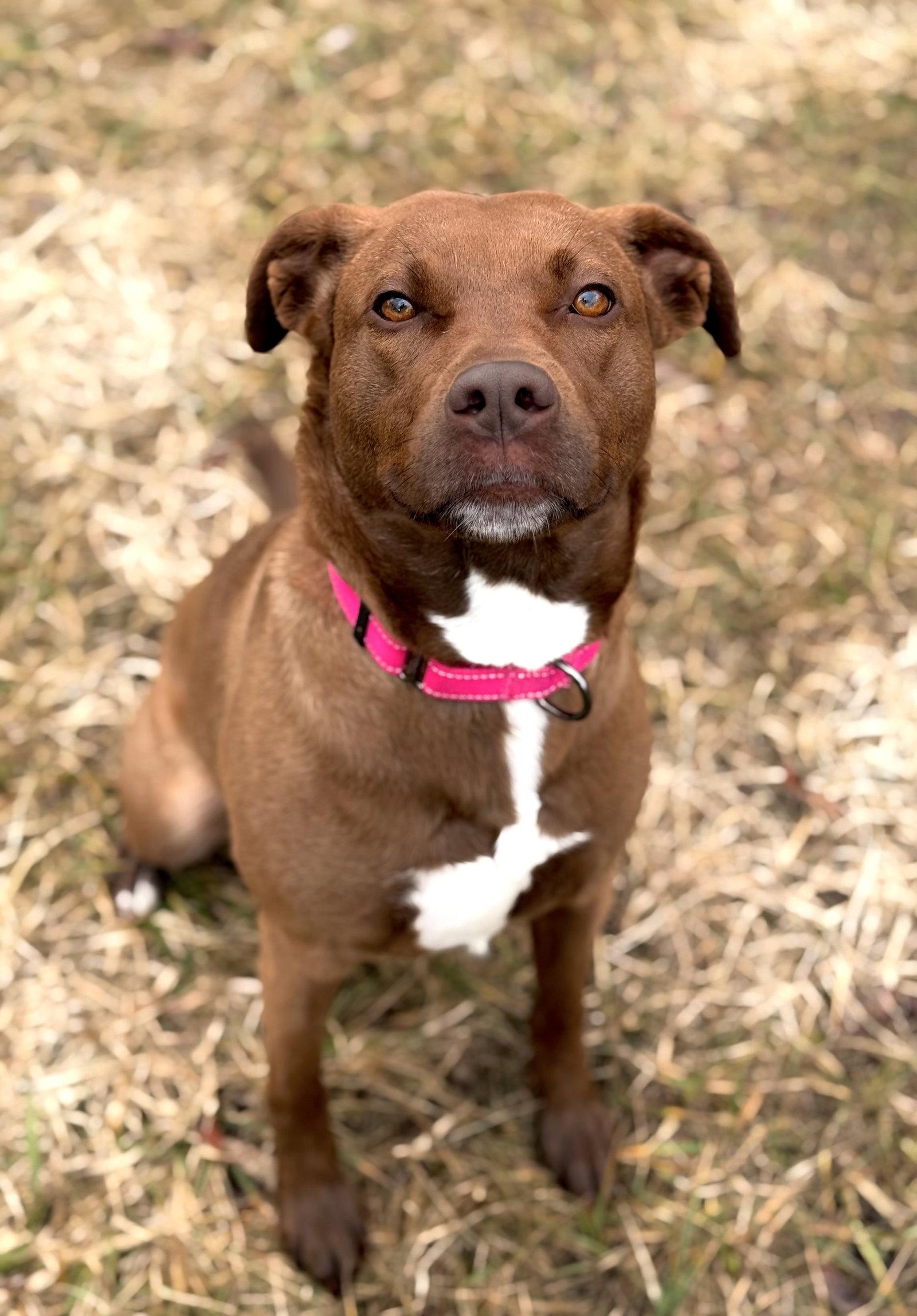 Enlarge Mattie, a Adoptable mixed breed in Arlington, VT image 2/3