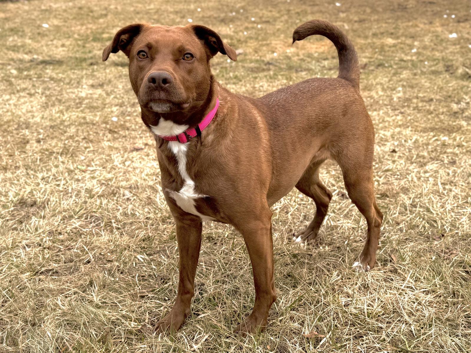 Enlarge Mattie, a Adoptable mixed breed in Arlington, VT image 3/3