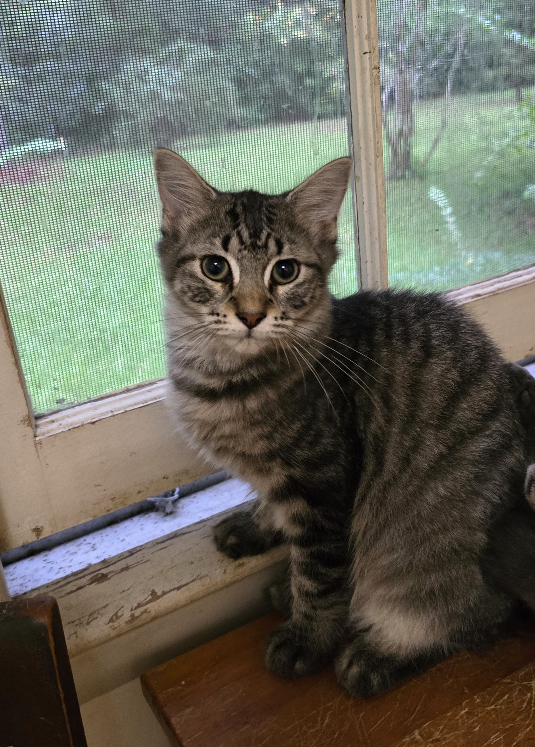 Sharon, a Adoptable Domestic Short Hair in Wilmington, NC image 2/4