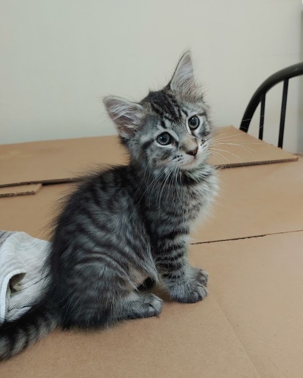 Sharon, Adoptable, Kitten Female Domestic Short Hair.