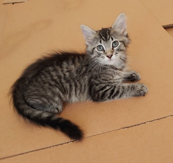 Sharon, a Adoptable Domestic Short Hair in Wilmington, NC image 4/4