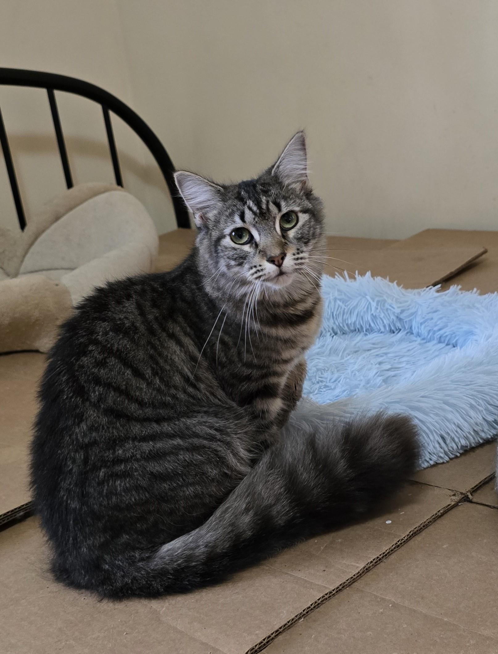 Sharon, Adoptable, Kitten Female Domestic Short Hair.