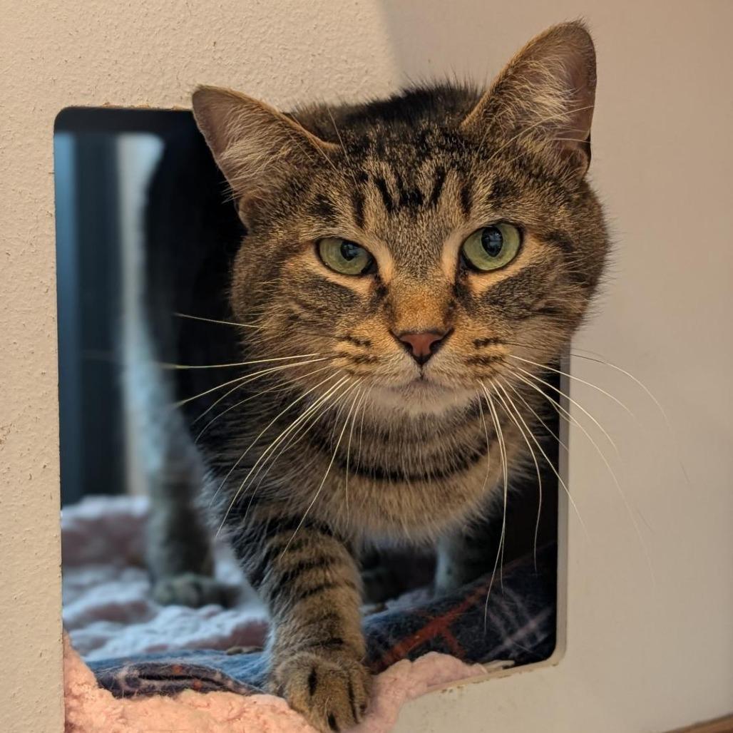 Paul, Adoptable, Adult Male Domestic Short Hair.