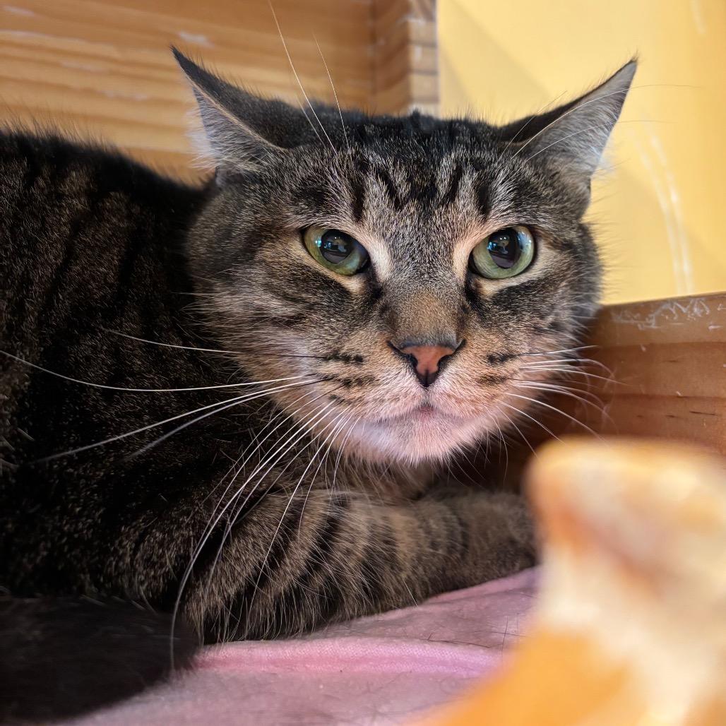 Paul, Adoptable, Adult Male Domestic Short Hair.
