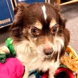 Enlarge Georgie, a ADOPTABLE Chihuahua in Long Beach, WA image 3/3