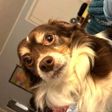 Georgie, ADOPTABLE, Adult Male Chihuahua.