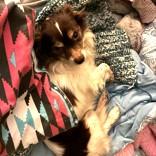 Enlarge Georgie, a ADOPTABLE Chihuahua in Long Beach, WA image 2/3