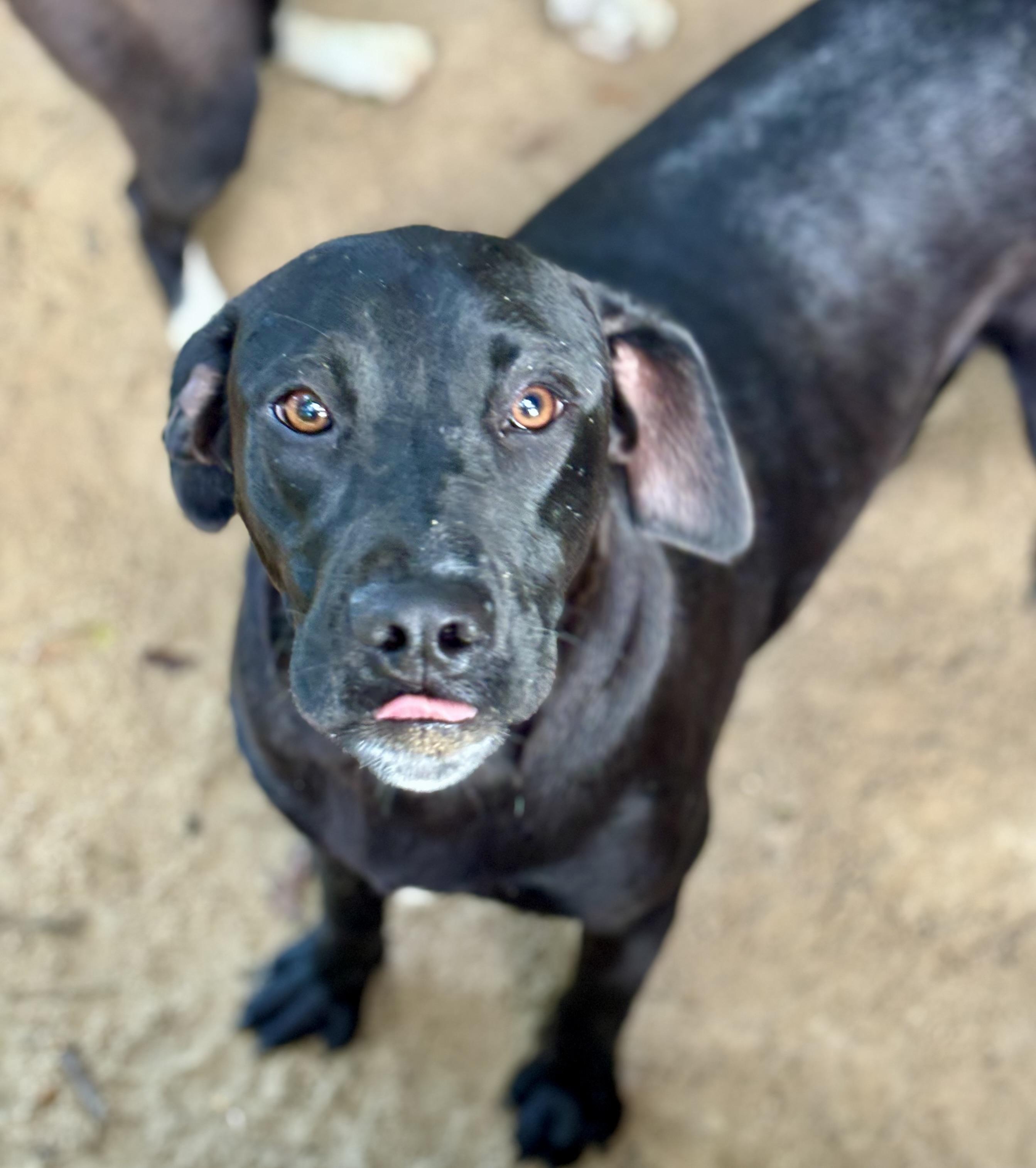 Midnight, Adoptable, Young Female Black Labrador Retriever.
