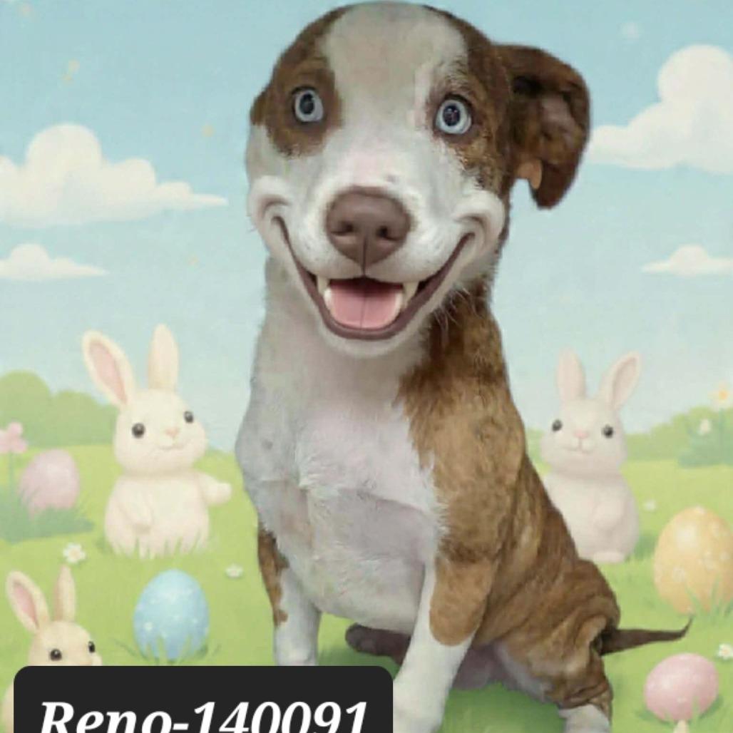 Reno, Adoptable, Puppy Male Pit Bull Terrier.