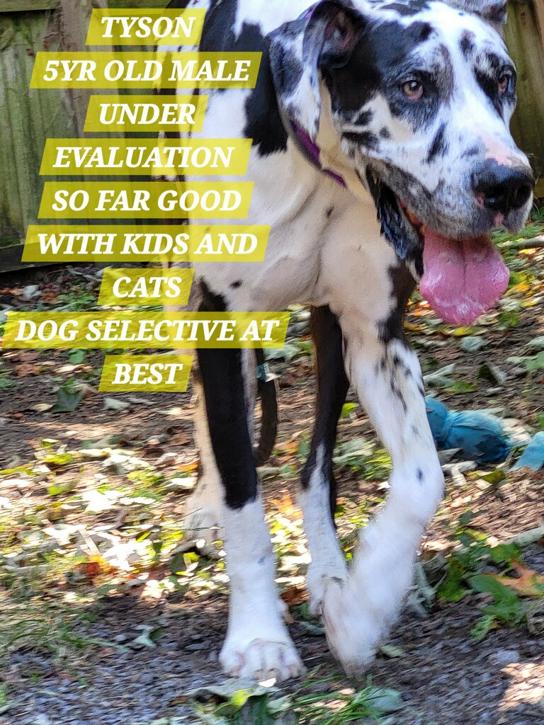 Tyson, Adopted, Adult Male Great Dane.