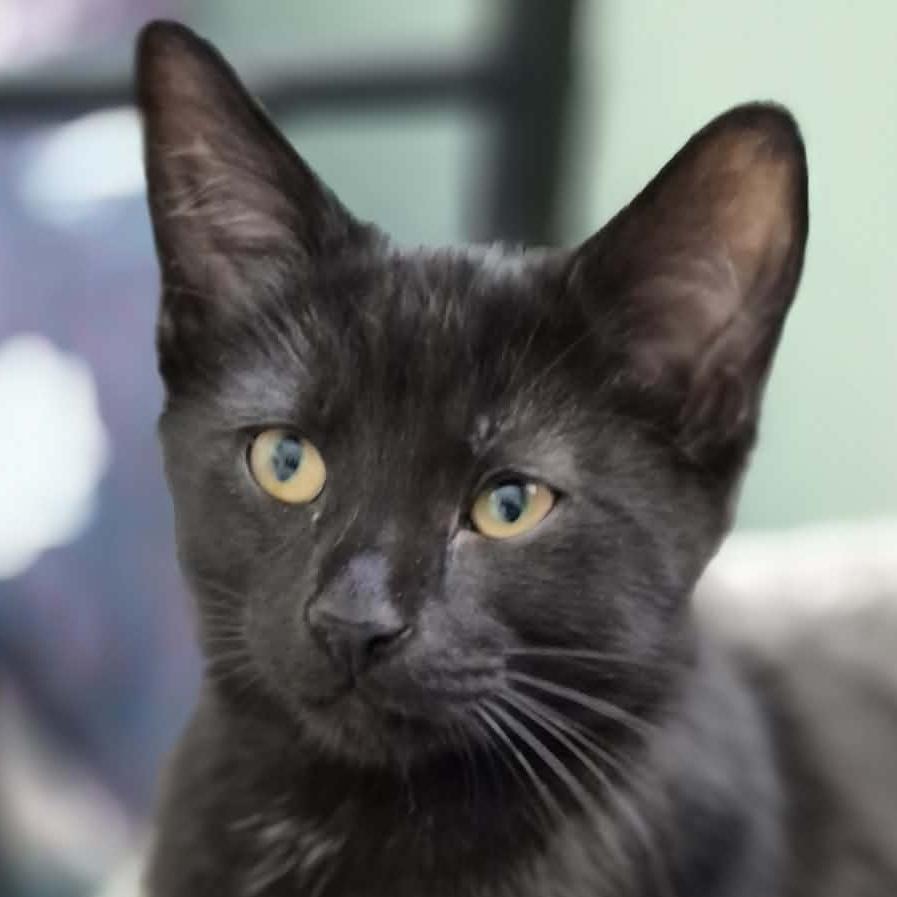 FLIGHT, an adopted Domestic Short Hair in Delhi, ON image 4/6