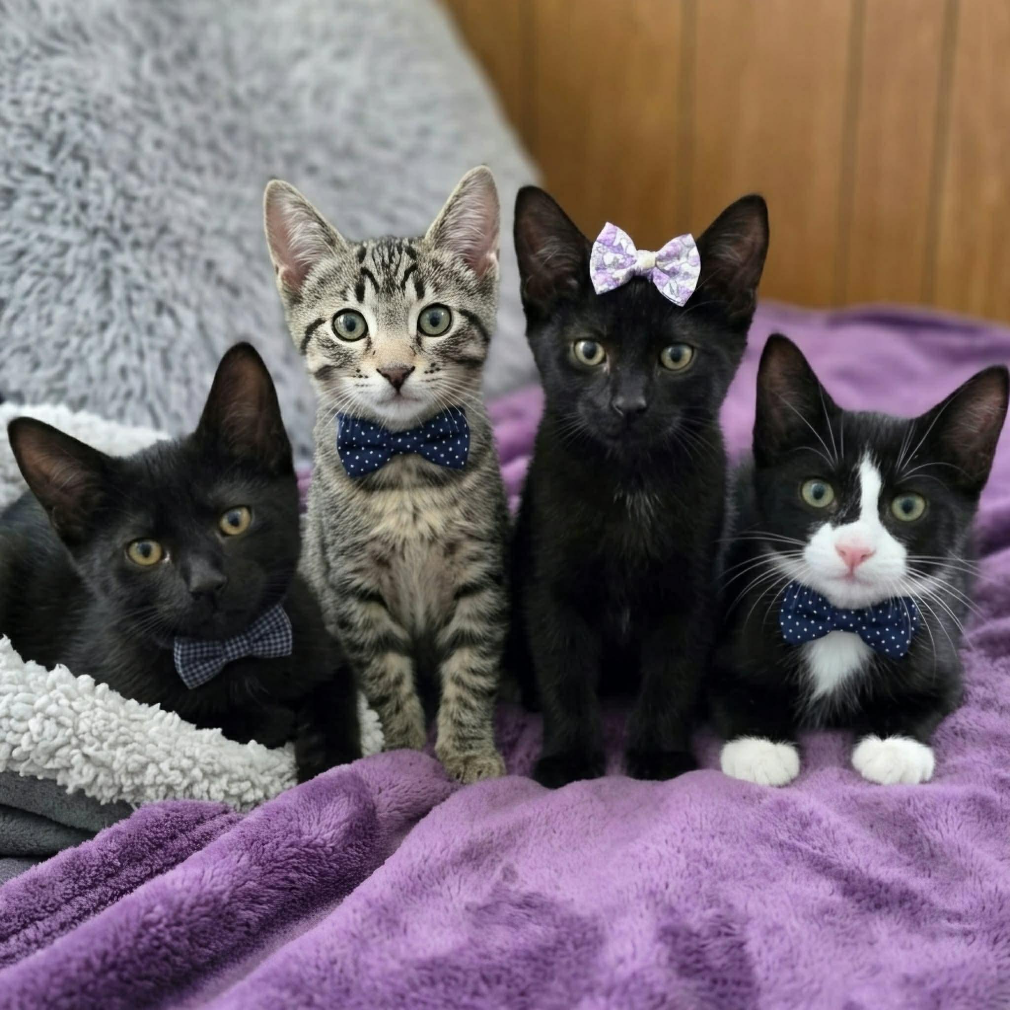 FLIGHT, an adopted Domestic Short Hair in Delhi, ON image 6/6