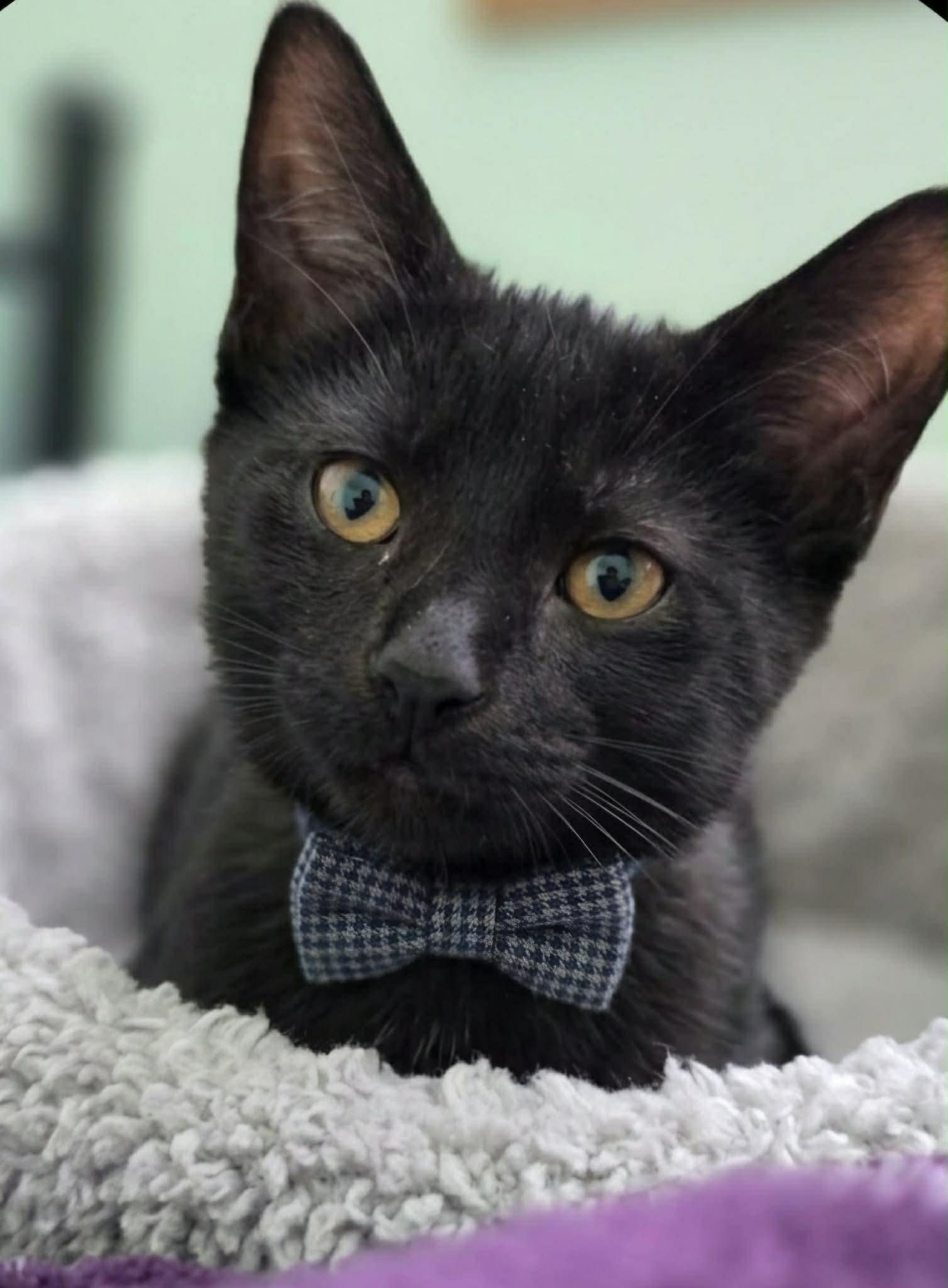 FLIGHT, an adopted Domestic Short Hair in Delhi, ON image 1/6