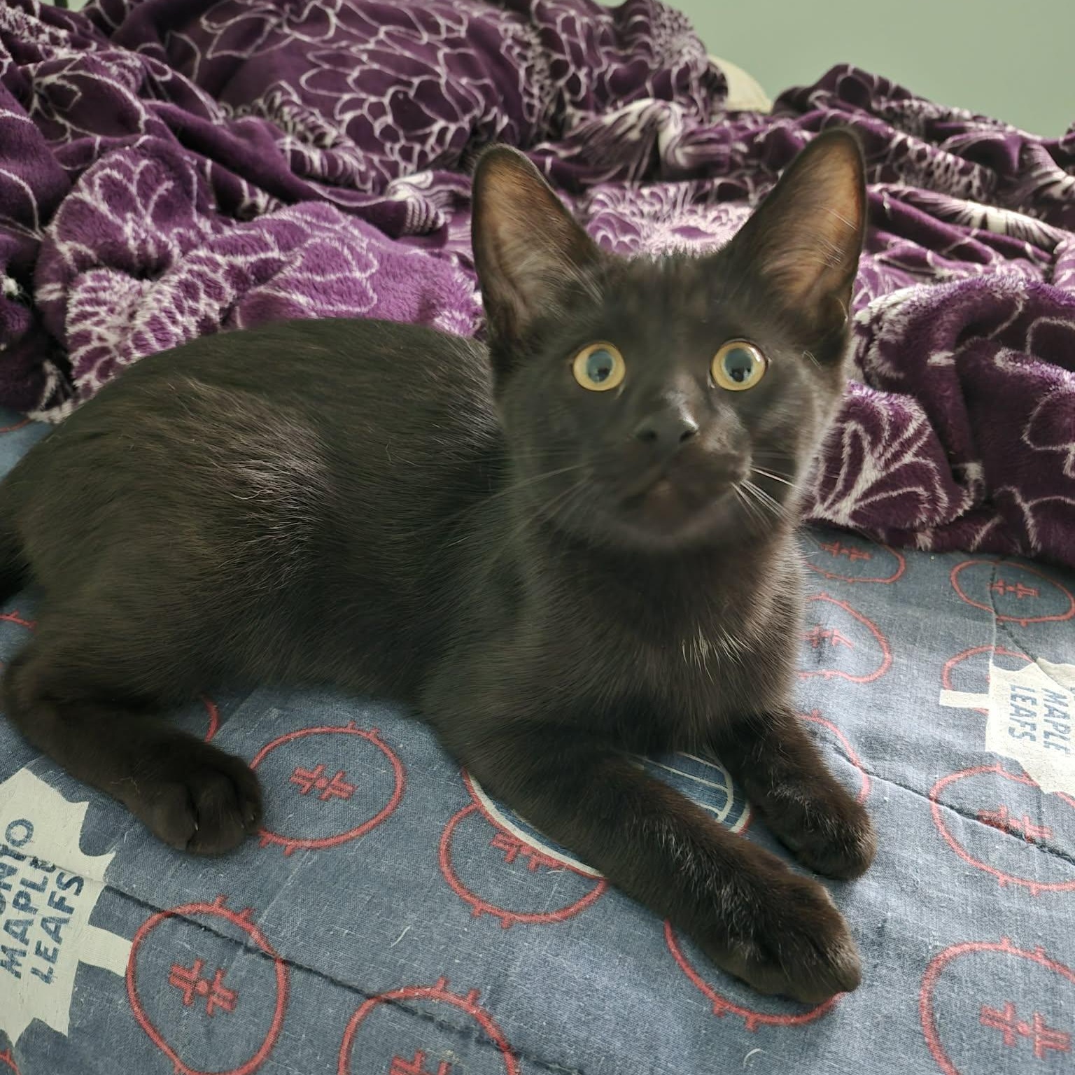 FLIGHT, an adopted Domestic Short Hair in Delhi, ON image 3/6