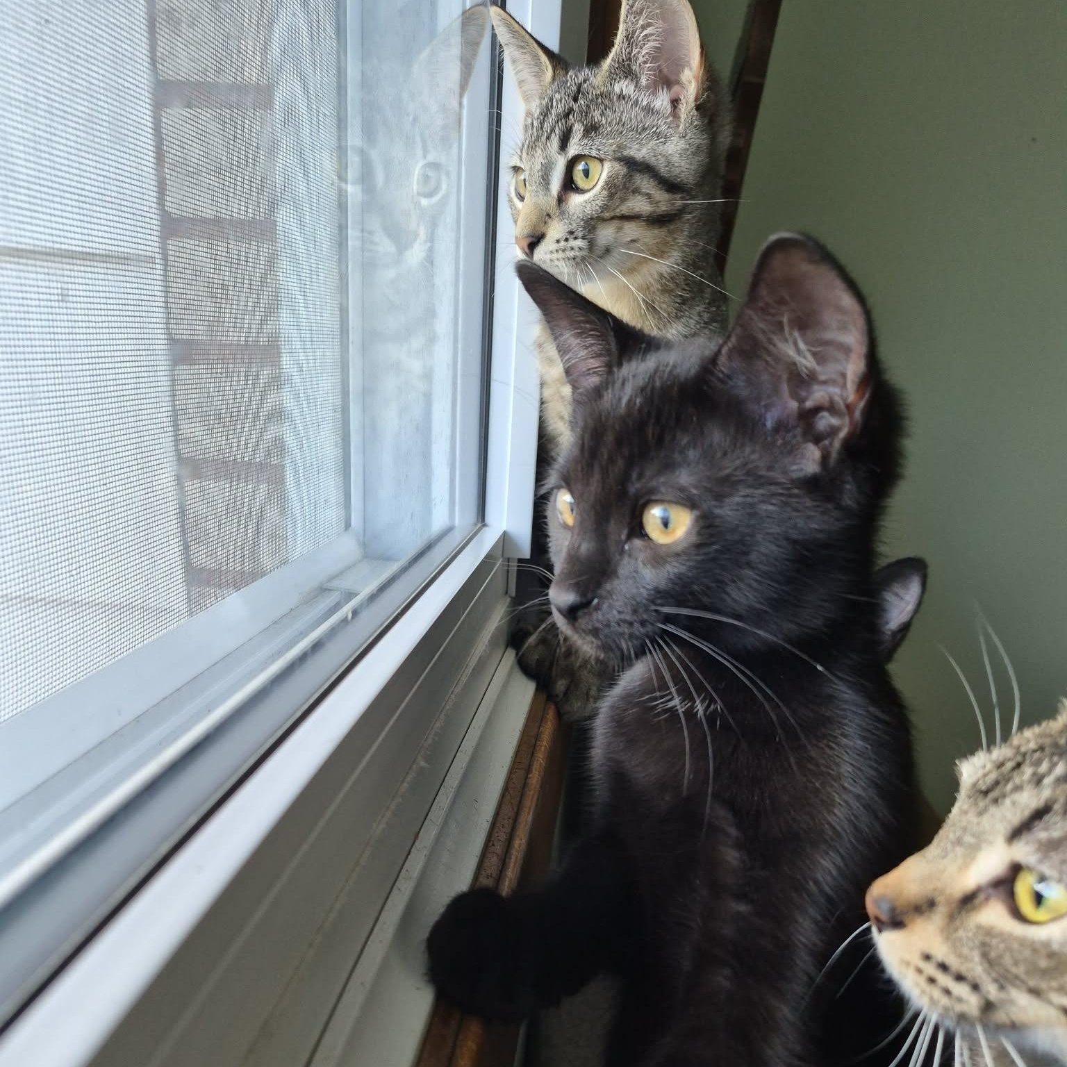 FLIGHT, an adopted Domestic Short Hair in Delhi, ON image 5/6