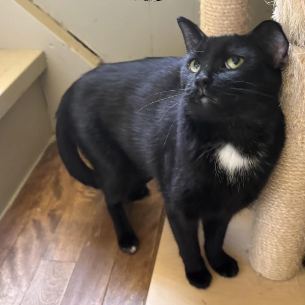 ZAZZY bonded with TAVEN, a Adoptable Domestic Short Hair in Delhi, ON image 2/5