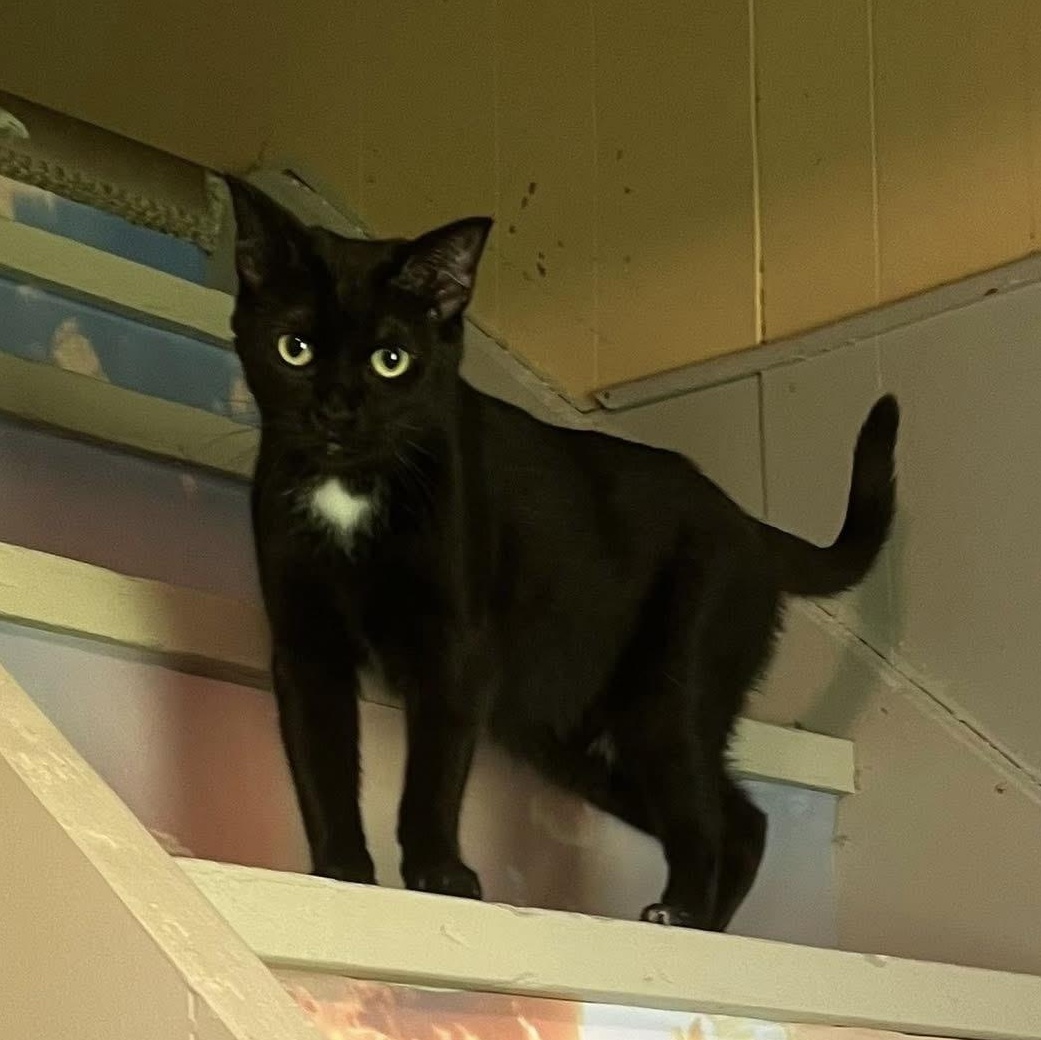 ZAZZY bonded with TAVEN, a Adoptable Domestic Short Hair in Delhi, ON image 3/5