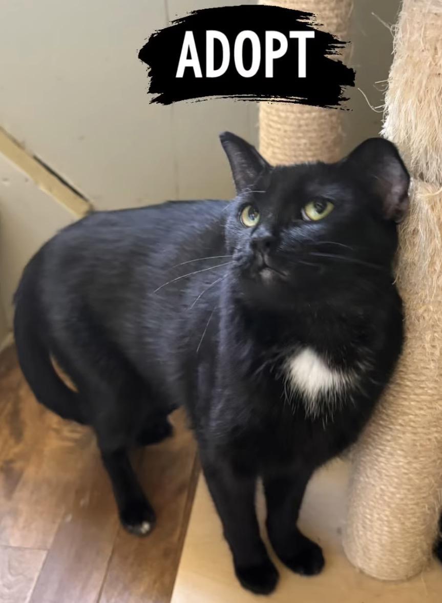 ZAZZY bonded with TAVEN, a Adoptable Domestic Short Hair in Delhi, ON image 4/5