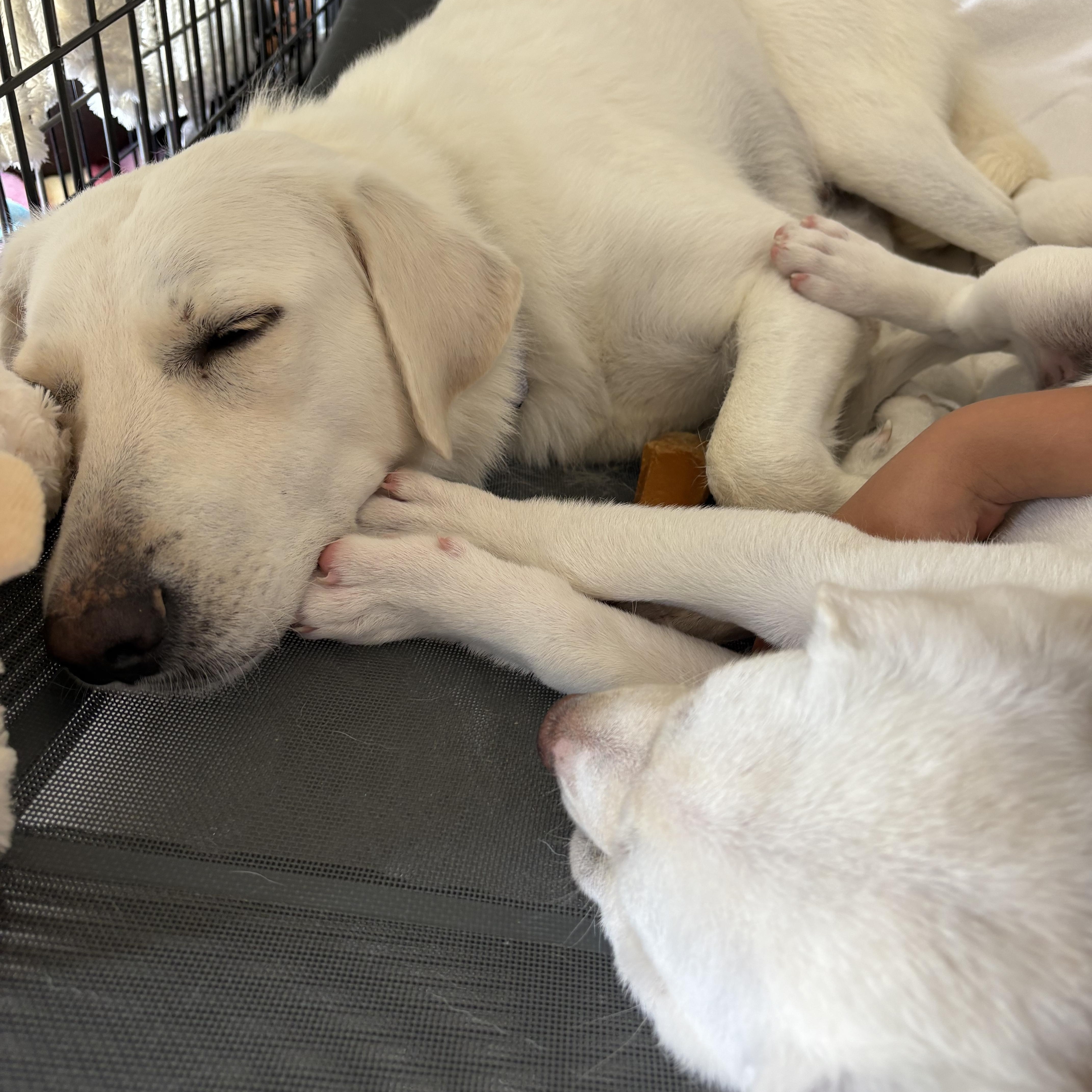 Lily, a Adoptable Great Pyrenees in Mico, TX image 2/5