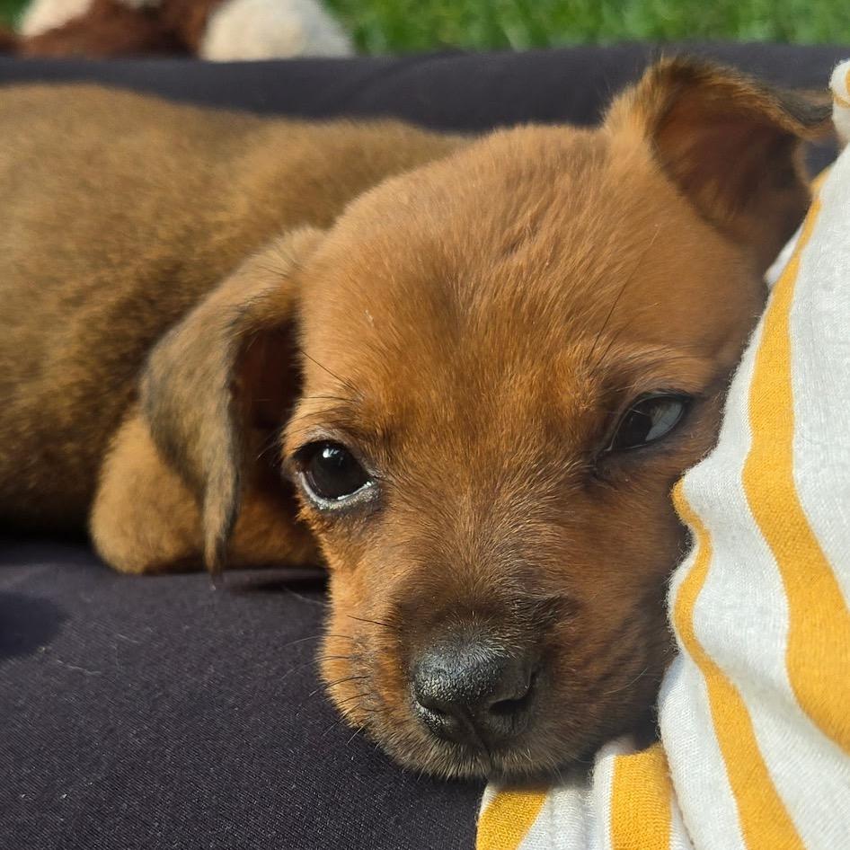 Enlarge Janet, a Adoptable mixed breed in Durham, NC image 1/6