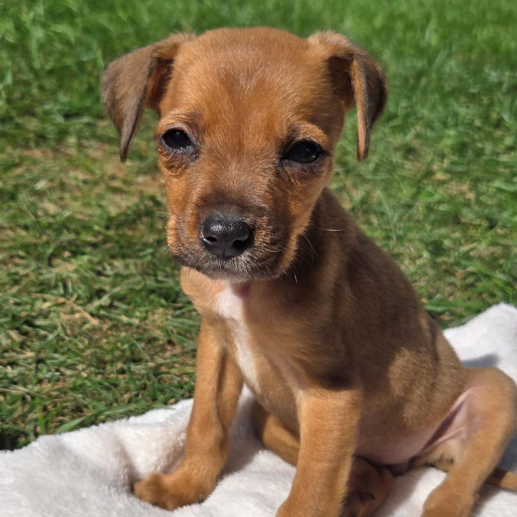 Enlarge Janet, a Adoptable mixed breed in Durham, NC image 2/6