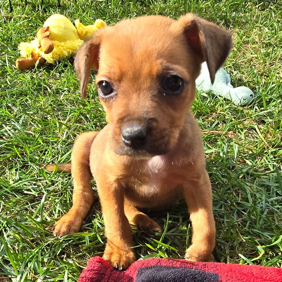Enlarge Janet, a Adoptable mixed breed in Durham, NC image 3/6