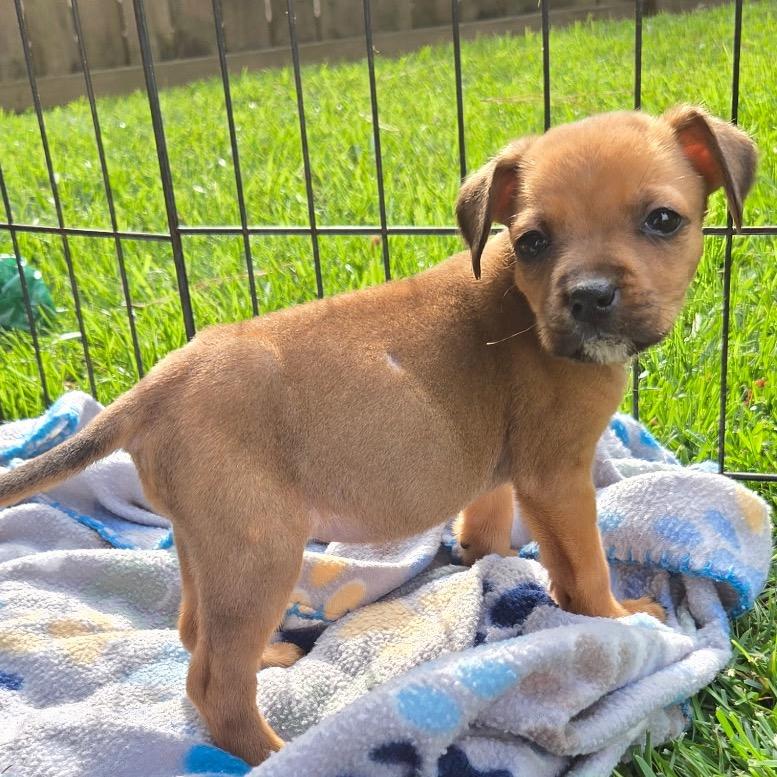 Enlarge Janet, a Adoptable mixed breed in Durham, NC image 4/6