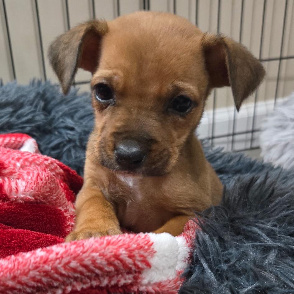 Enlarge Janet, a Adoptable mixed breed in Durham, NC image 5/6