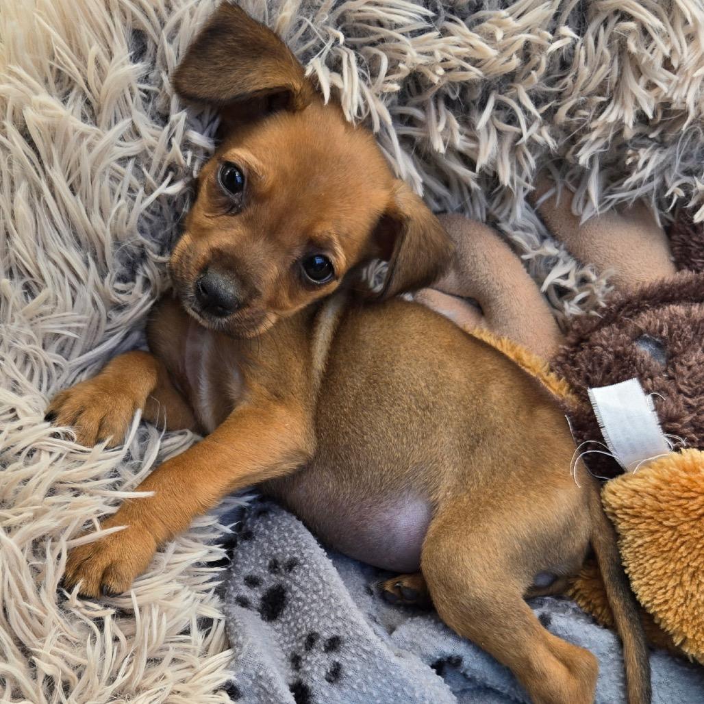 Enlarge Janet, a Adoptable mixed breed in Durham, NC image 6/6