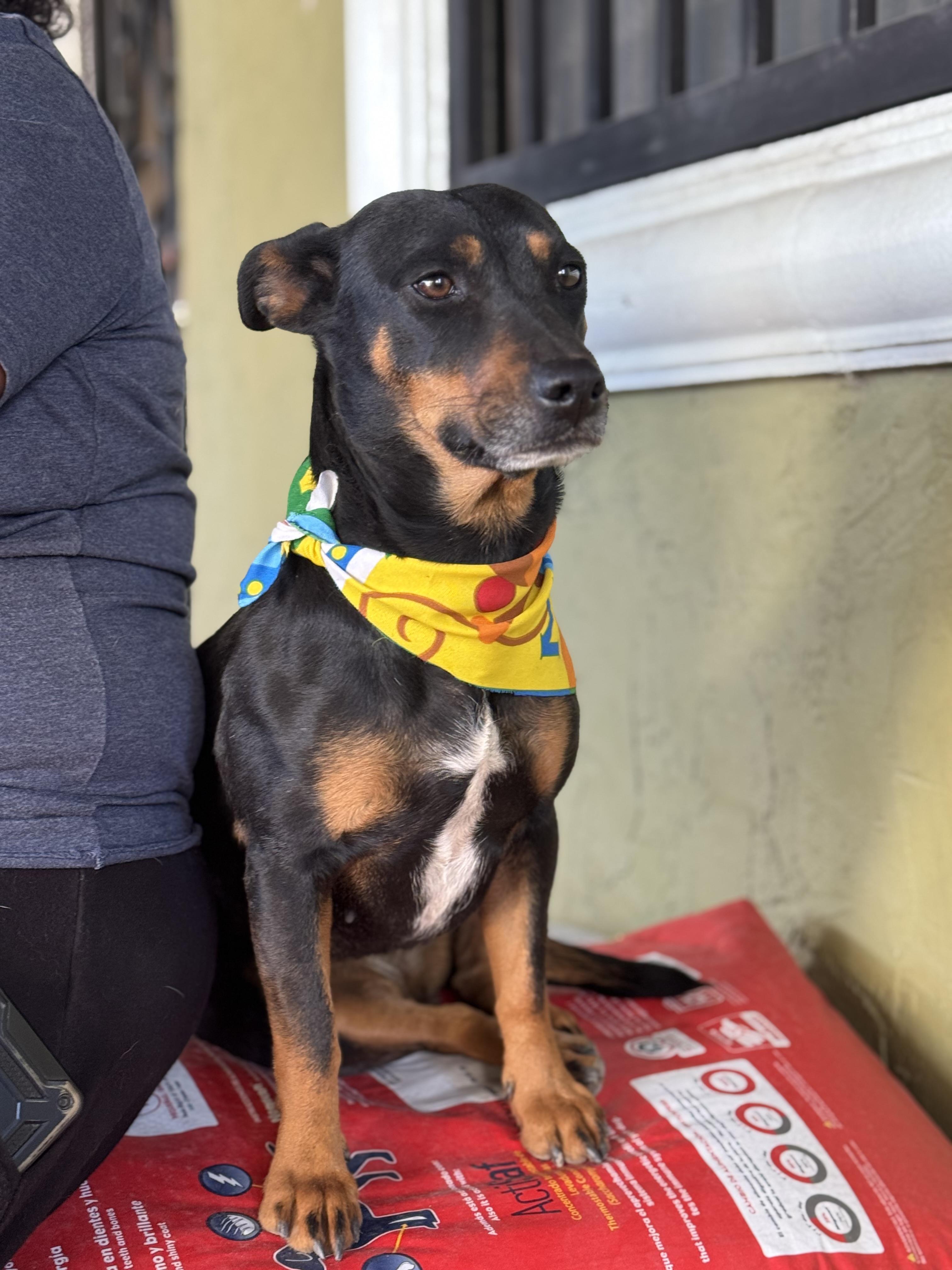 WINI, Adult Female Doberman Pinscher