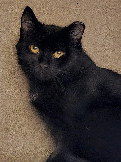 WEEZER, Adoptable, Young Male Domestic Short Hair.