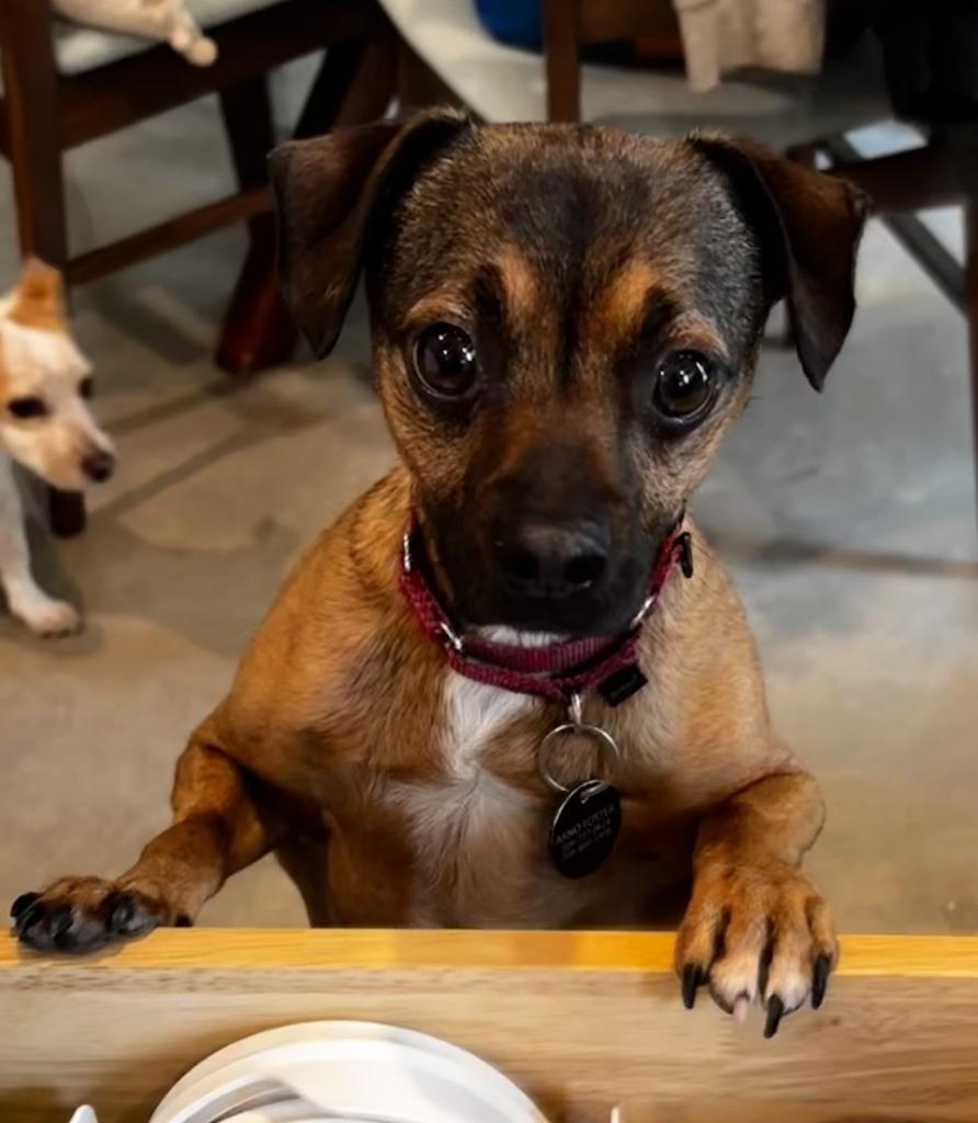 Moose, Adoptable, Adult Male Dachshund & Chihuahua.