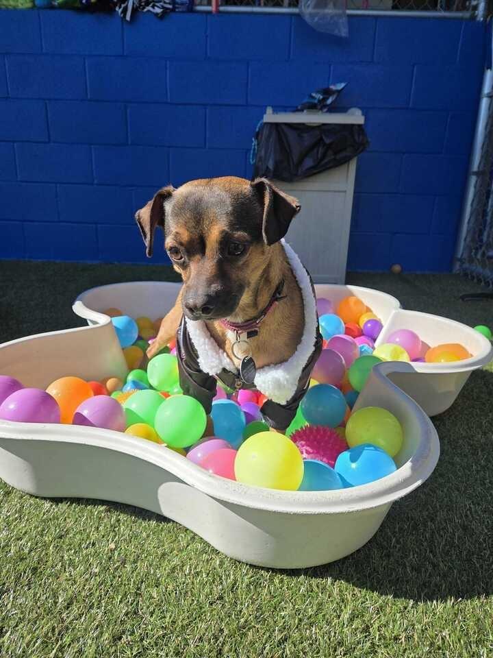 Enlarge Moose, a Adoptable mixed breed in New Orleans, LA image 2/6