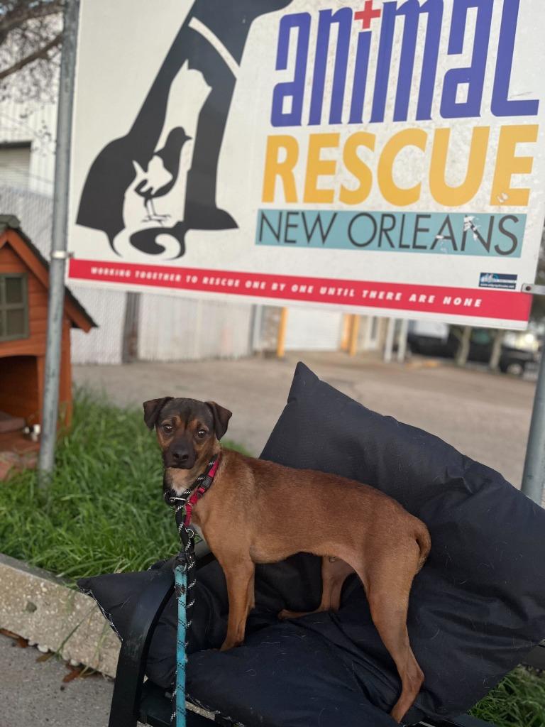 Enlarge Moose, a Adoptable mixed breed in New Orleans, LA image 6/6