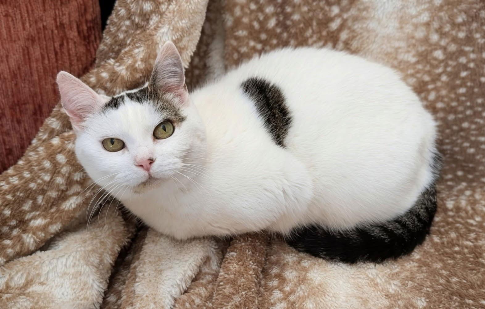 Abigail, Adoptable, Kitten Female Domestic Short Hair.