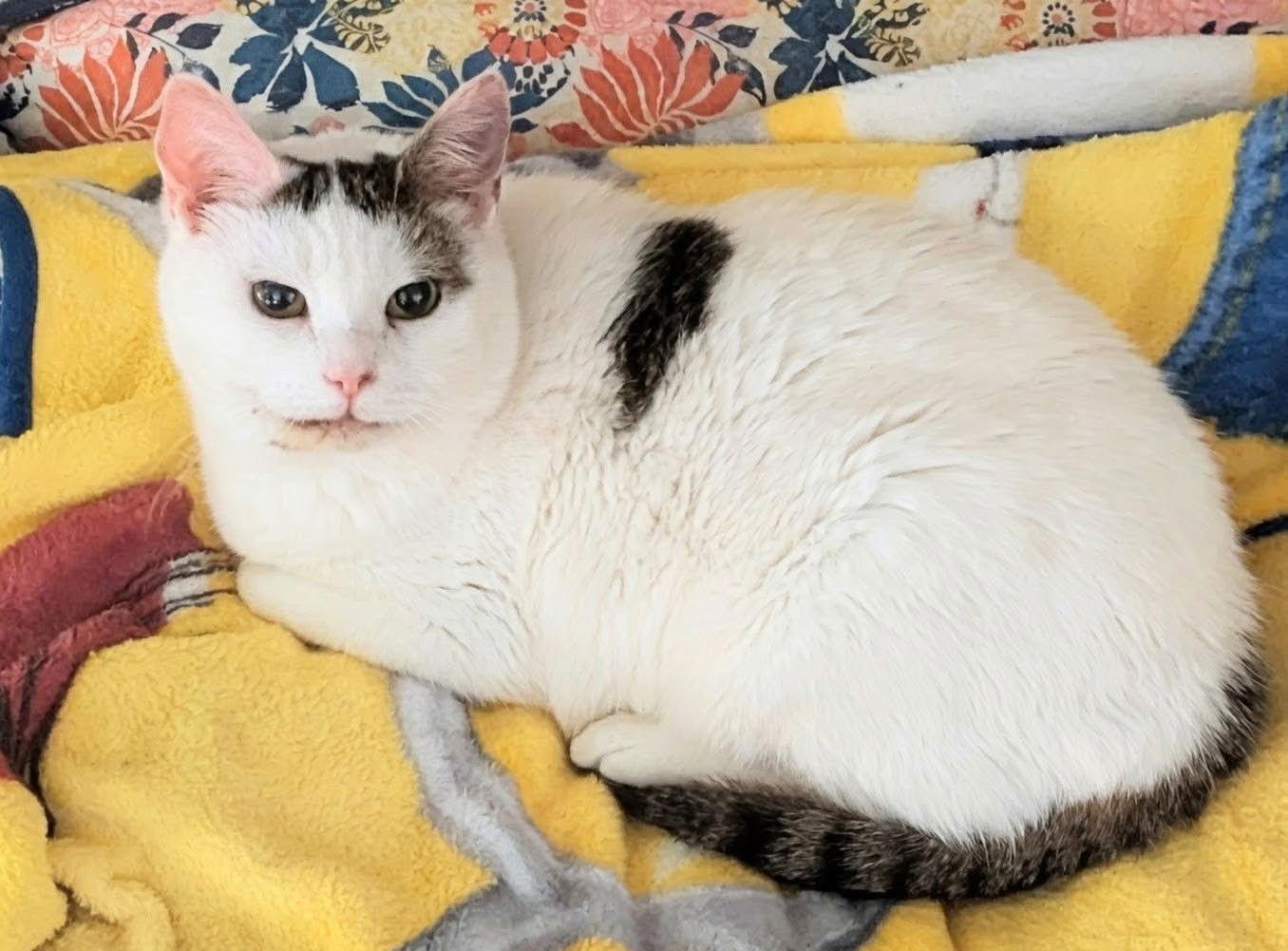 Abigail, a Adoptable Domestic Short Hair in Nashville, TN image 2/3