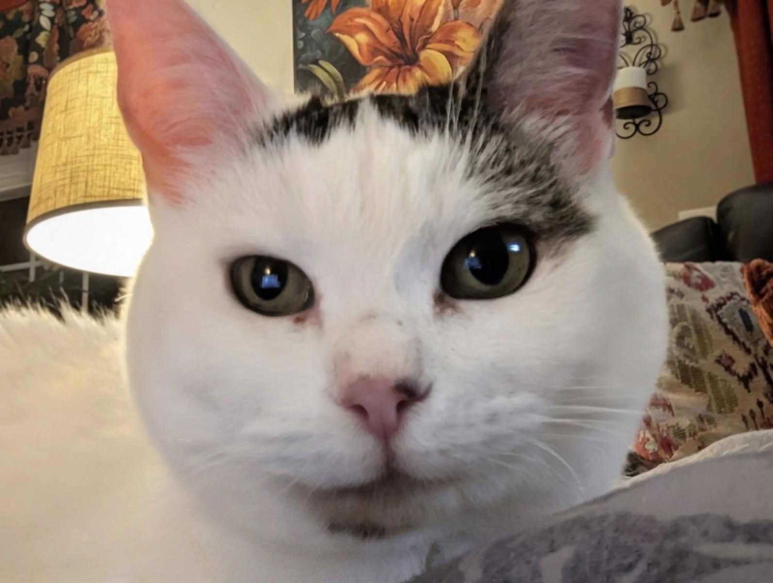 Abigail, a Adoptable Domestic Short Hair in Nashville, TN image 3/3