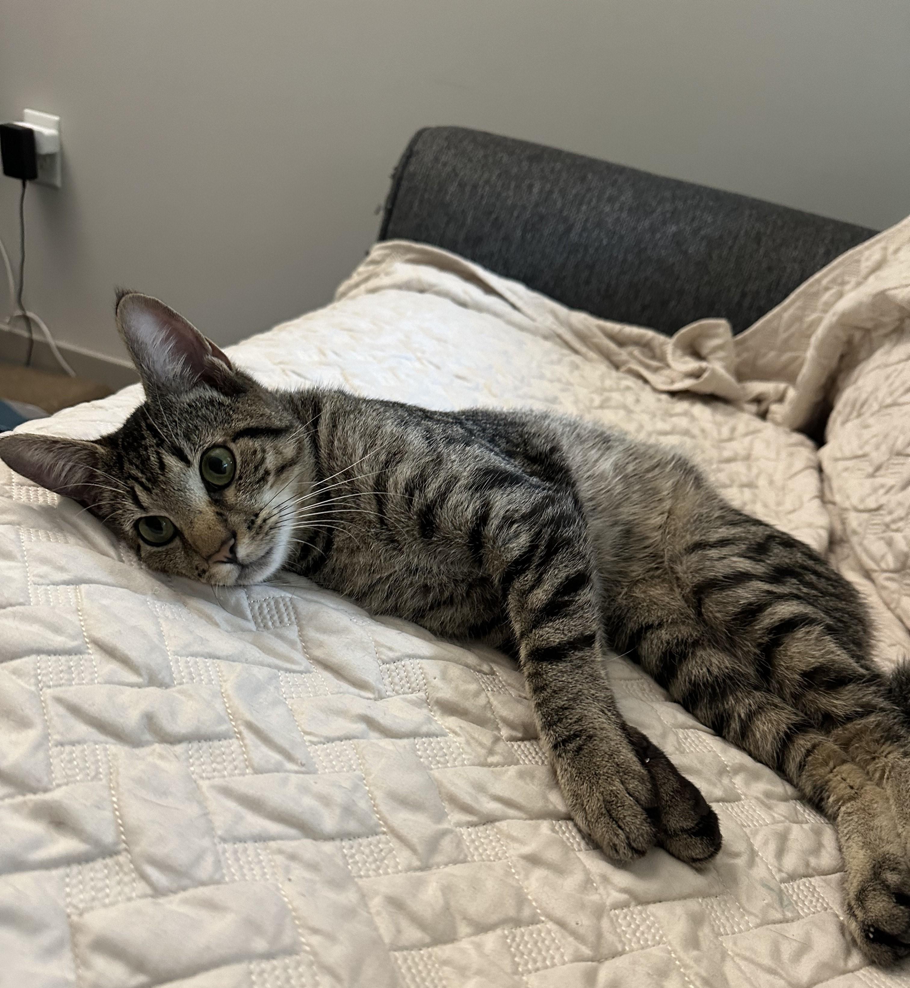 Introducing Ollie! 1 y/o and Playful photo 3