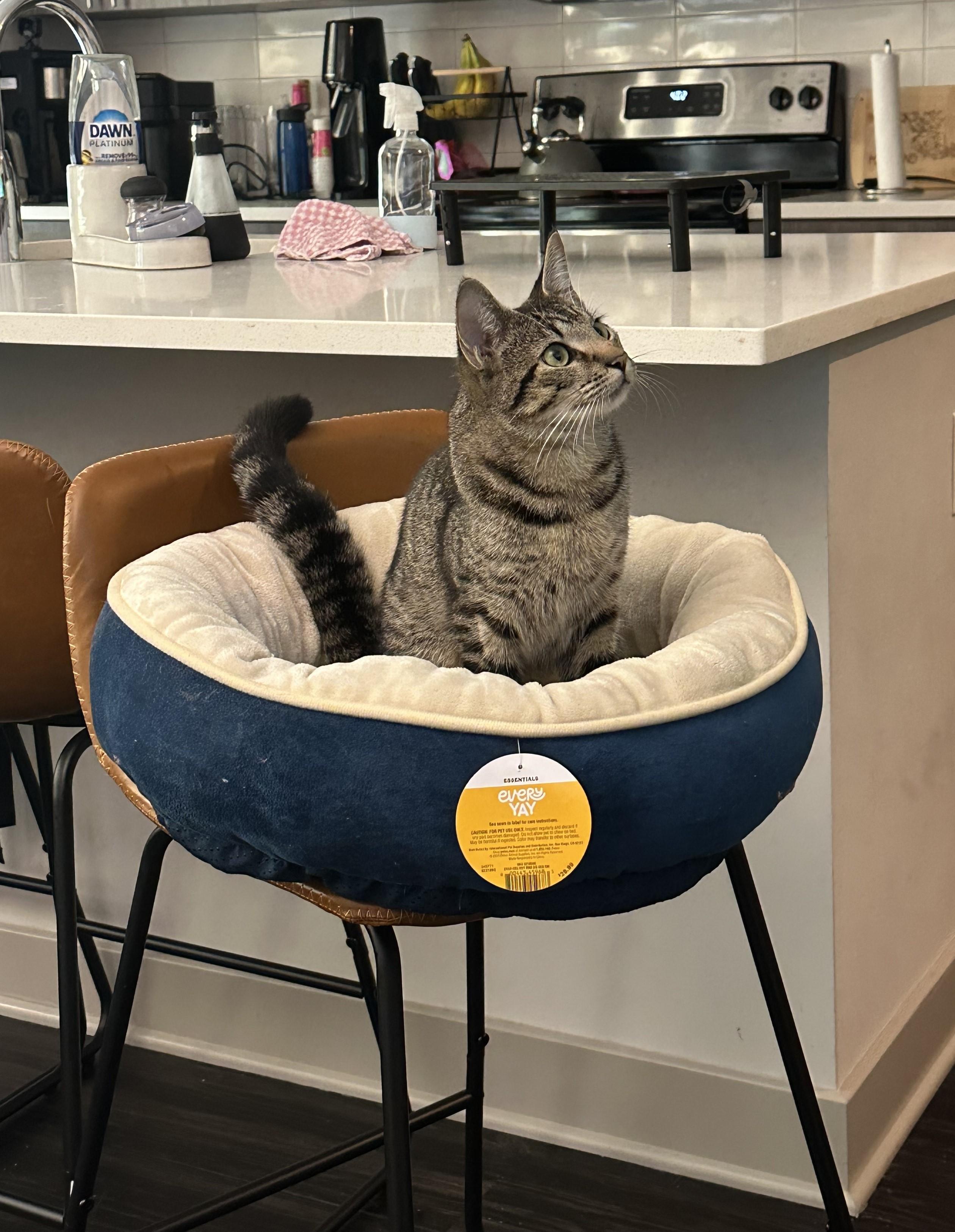 Introducing Ollie! 1 y/o and Playful, Adult Male Domestic Short Hair