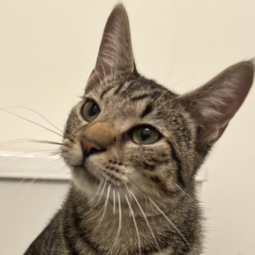 Introducing Ollie! 1 y/o and Playful photo 2