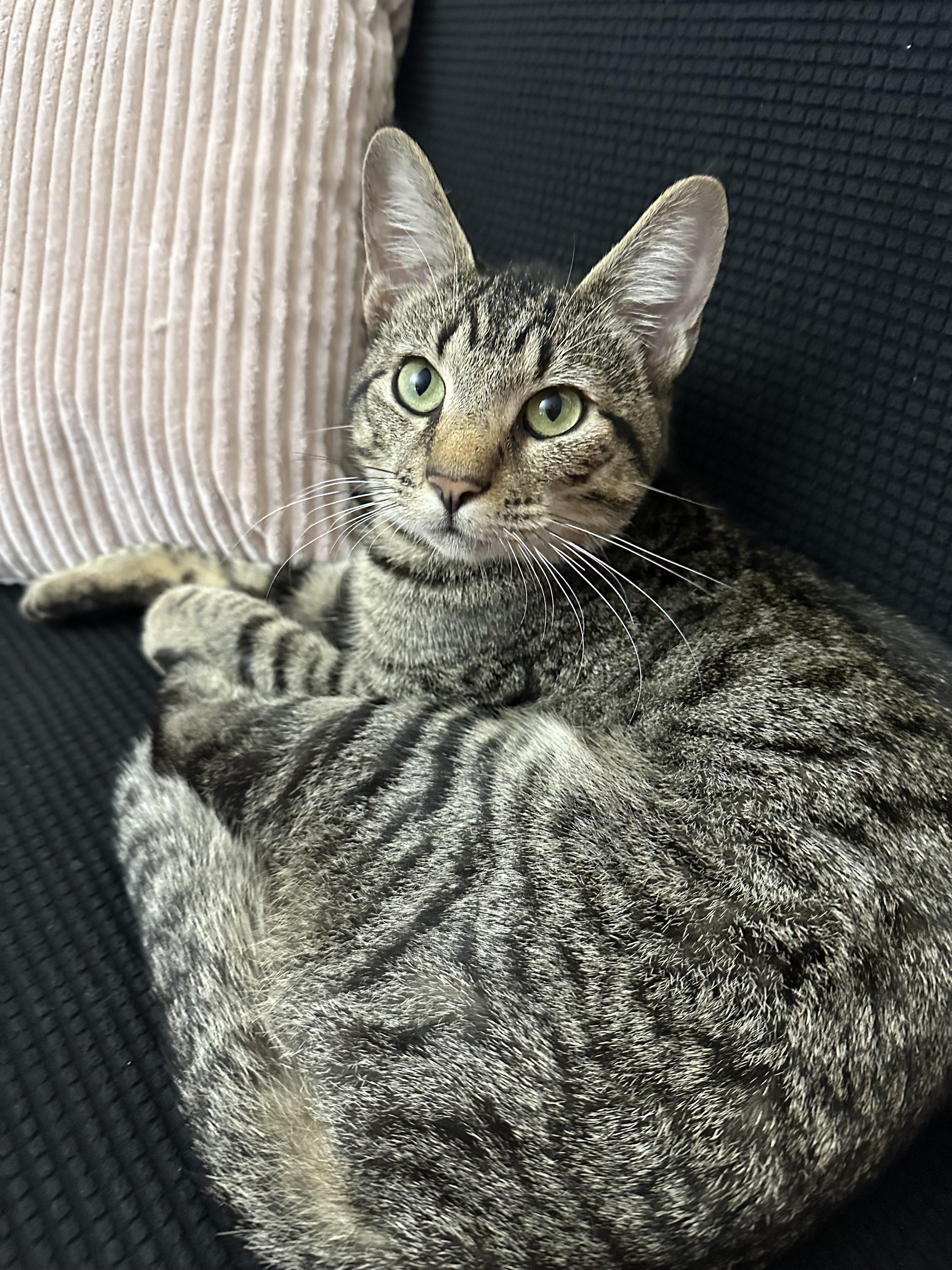 Introducing Ollie! 1 y/o and Playful photo 5