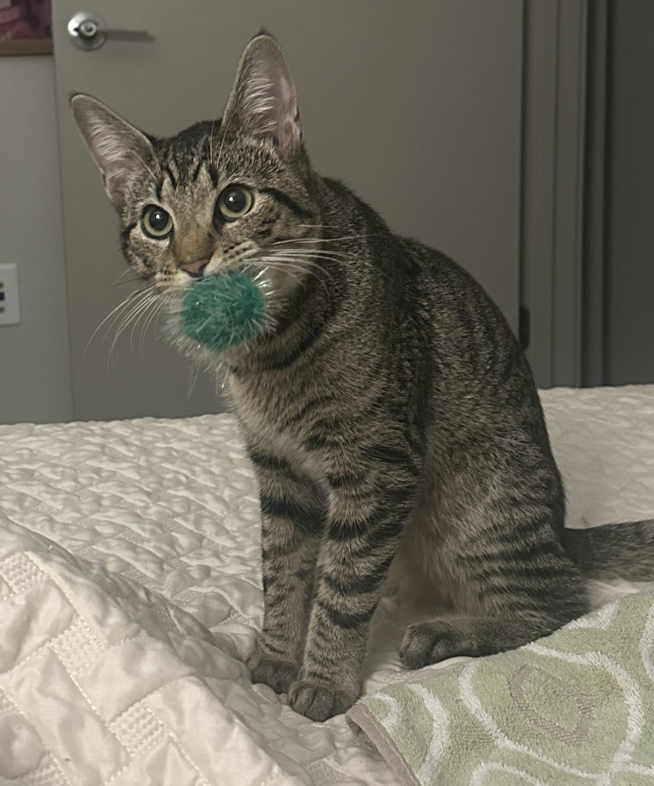 Introducing Ollie! 1 y/o and Playful photo 4