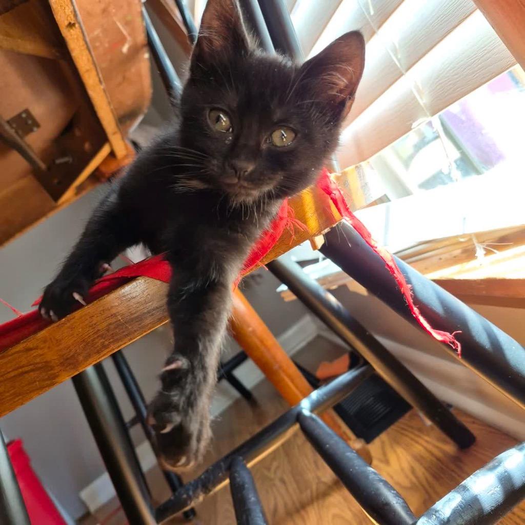 Ivy, Adoptable, Kitten Female Domestic Short Hair.