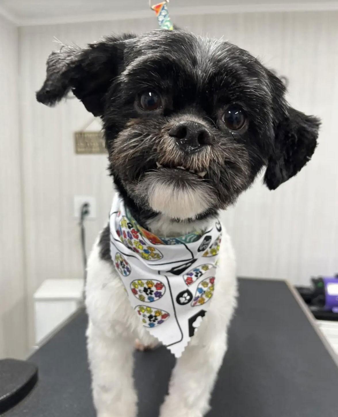 Minnie-OS, a Adoptable mixed breed in Pataskala, OH image 3/3