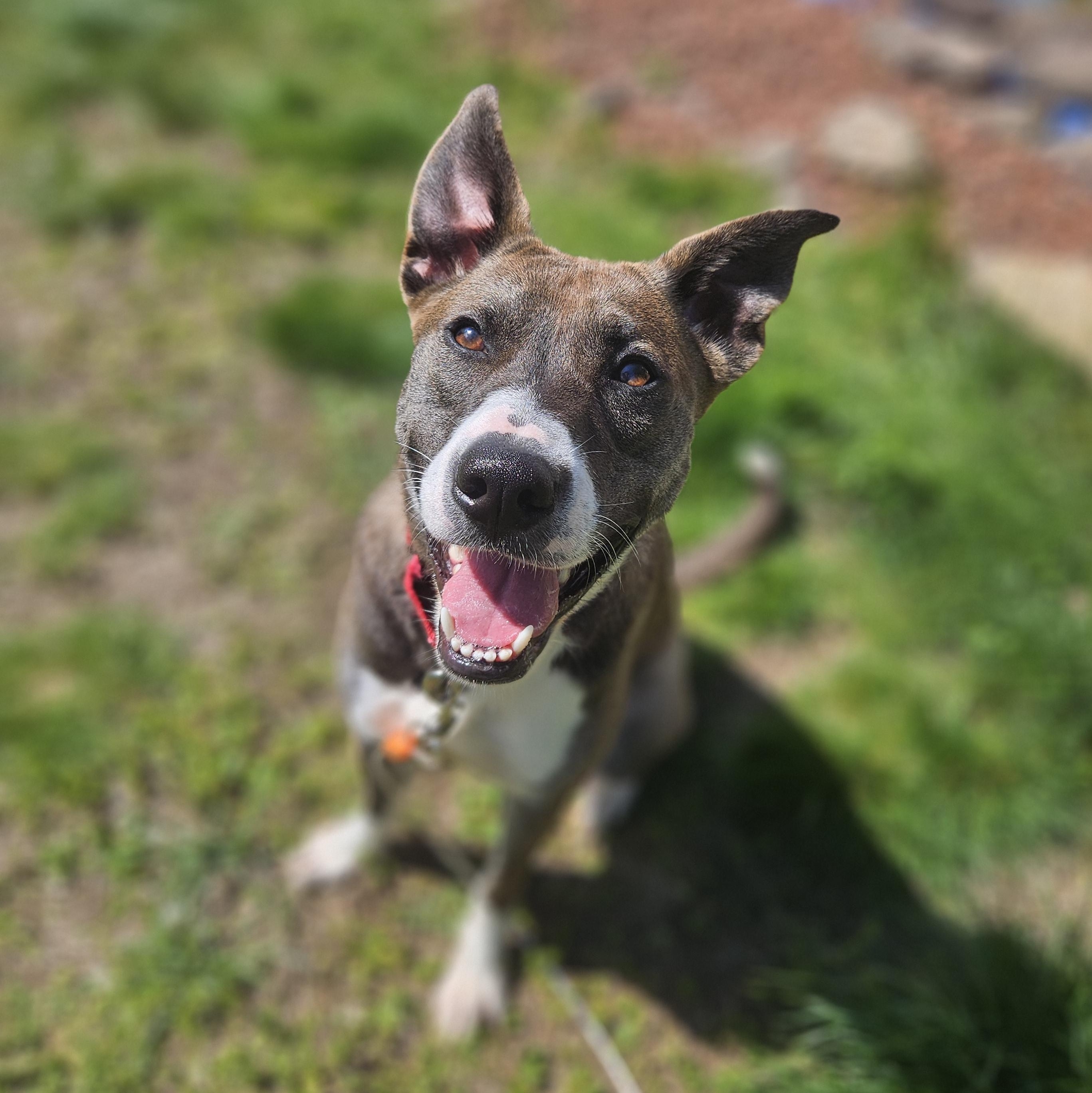 Enlarge Bella, a Adoptable mixed breed in Claridge, PA image 5/6