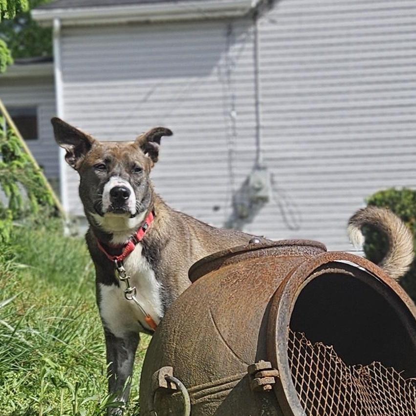 Enlarge Bella, a Adoptable mixed breed in Claridge, PA image 6/6