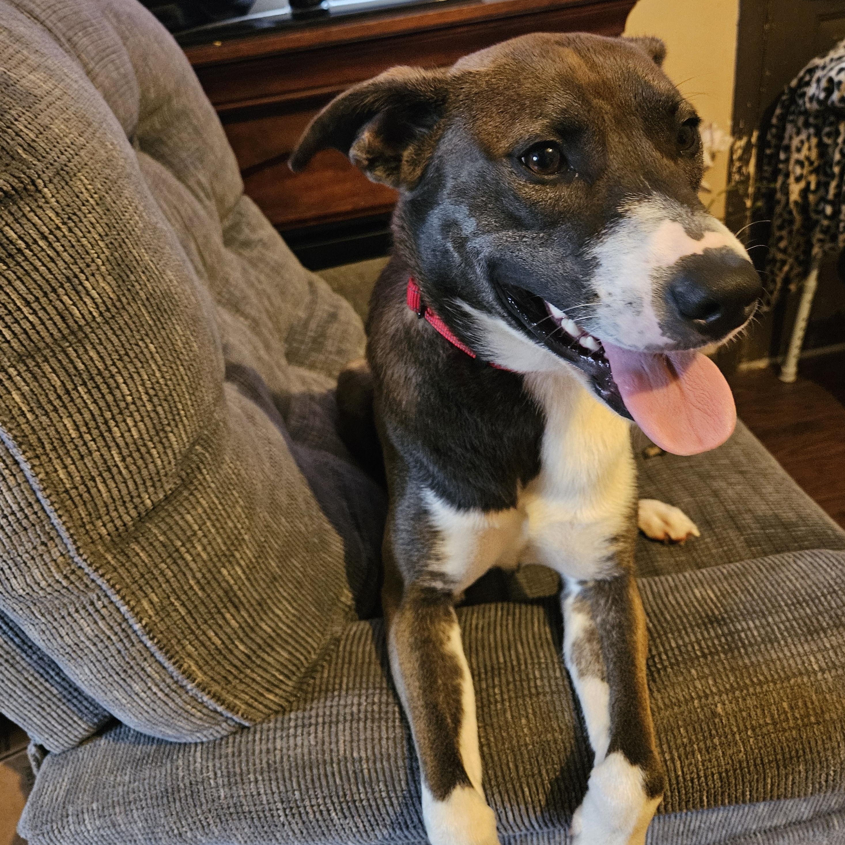 Enlarge Bella, a Adoptable mixed breed in Claridge, PA image 3/6