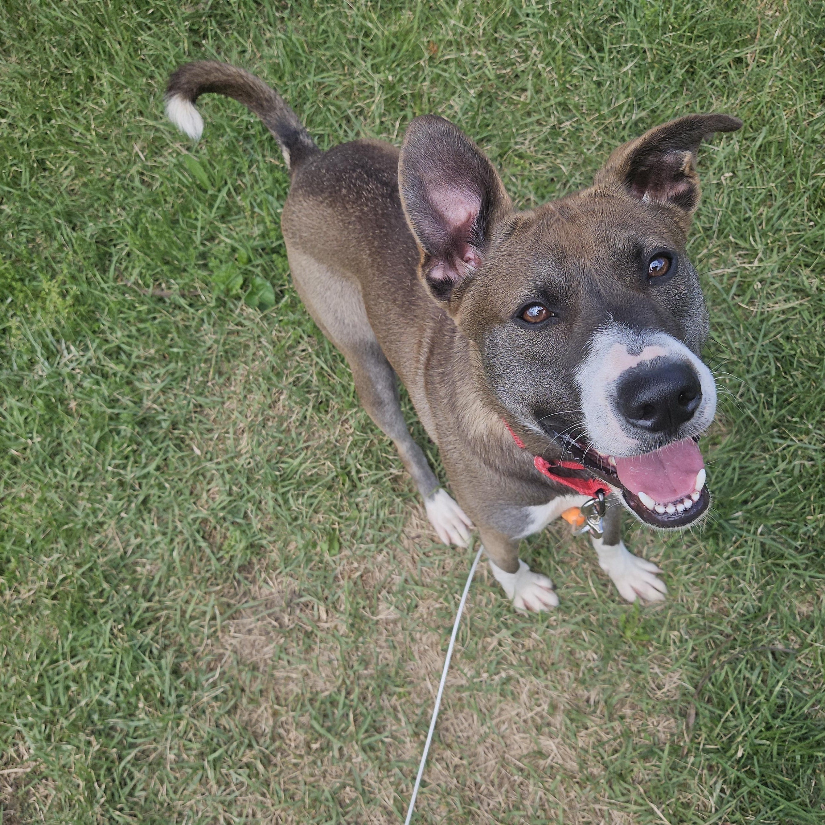 Bella, Adoptable, Adult Female Australian Shepherd & Husky.